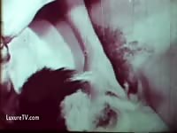 zoo  vintage