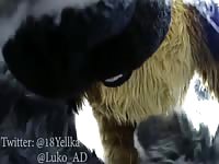furry murrsuit gay sex