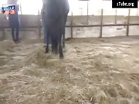 Horse for a girl .