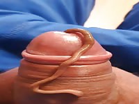 Worm v cock