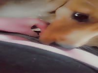 Dog likes my pussy