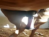 Huge Stallion Dick