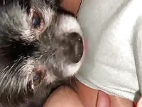 Buddy licks mommy&rsquo;s pussy
