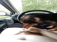 My dog made me cum