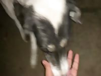 Dog fuck