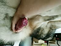 3 was Dog fuck