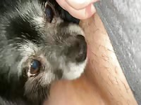 Buddy wants more