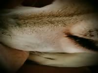 Wolf Puppy licks Girls Pussy Dog licking Teen Pussy Cum