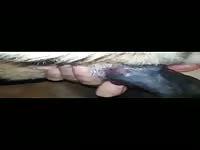 Pony fucking Dog Guy helping his Pets fuck Horse Stallion