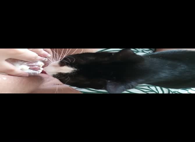 Кот Лижет Порно