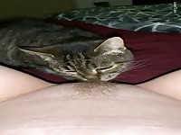 Cat licking hairy Pussy Orgasm Cum Licking Clit