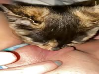 Cat licks Pussy Cat licks Teen Girl masturbating with Cat 4