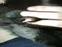 Teen Girl licking Cats tiny Penis Jerking Cat Dick Cum