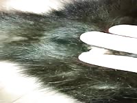 Teen licking Cats Penis Jerking Cat off Cum Part 2