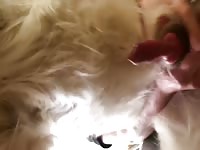 Jerking my dog