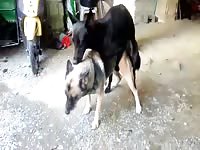 Bitch used