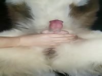 Jerking big dog
