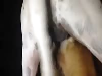 Bitches ass used by dog