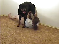 Lusty Dog