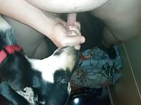 Dog made me cum