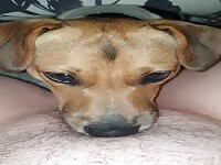 My dog licks my pussy 