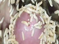Container of Maggots