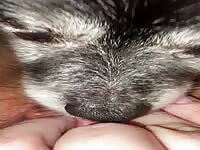 Buddy licking mommy to cum