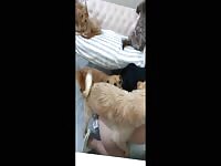 Chinese girl fall in love with dogs gangbang her
