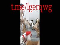 Chinese dogs gangbang teen girl