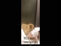 Chinese girlfriend play with his boyfriend's dog