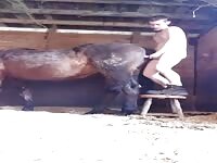 guy breeds his mare