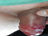 Pain cbt insertion bdsm extrem pervers wasp sting cock