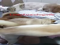 Chinese wife VS 8 DOGS