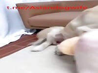 Cute asian wife playing her dog