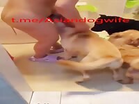 Chinese wife hiding her dogs in bathroom 1