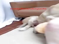 gorgeous asian wife have fun with dog 2