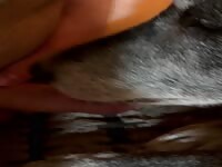 Shepherd licks uncut dick 6
