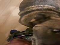 Dog licks every drop of cum from cock