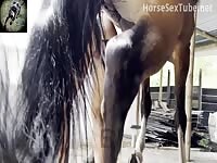Horse creampie girl 