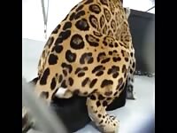 Leopard breeding Panther Big Cats fucking Kitty Cat