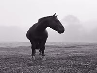 Horse Cock Flare Hung Stallion shows off huge Dick