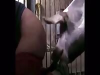 Teen Girl gets fucked bi Pug Long Swirly Dick Pig Sex