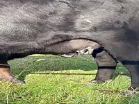 Baby Cow Calf sucking Tits Calf suckling Mom Cow Udder