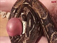 Snake on Dick Guy using Snake to Cum Snake Fuck