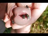 Flies