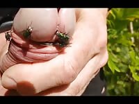 Flies 2