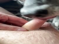 Shepherd lick uncut dick 10