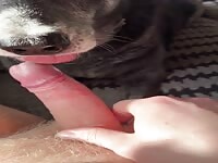 Shepherd licks uncut dick 11