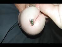 Hungry fly
