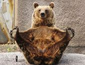 BearLover